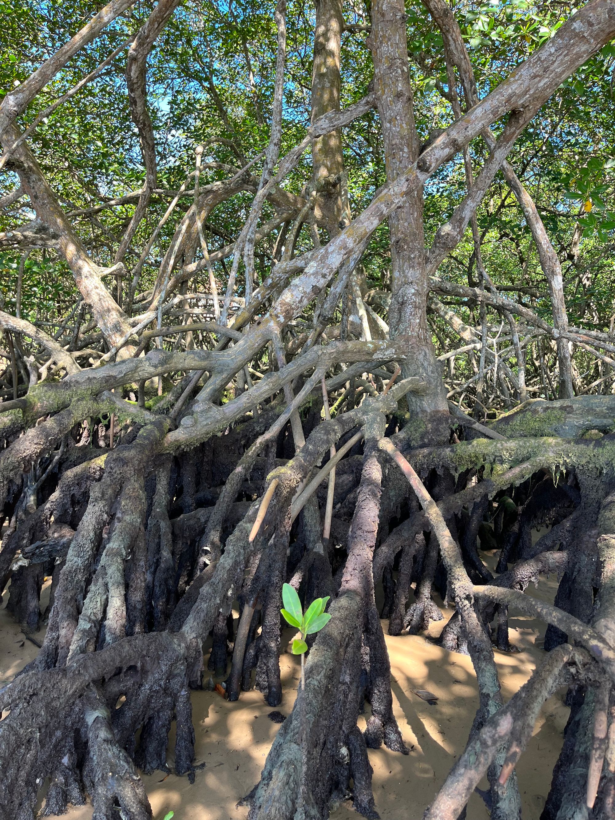 Mangrove Research with ETIV do Brasil